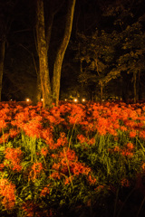 夜の曼珠沙華