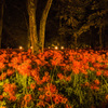 夜の曼珠沙華