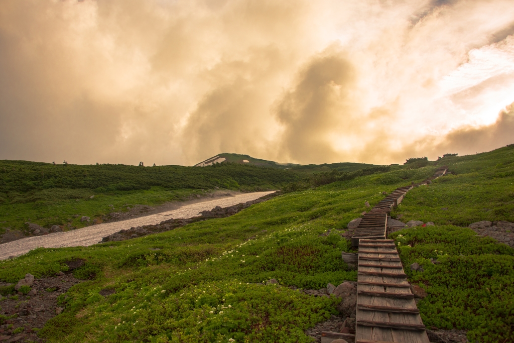 夕暮れの木道