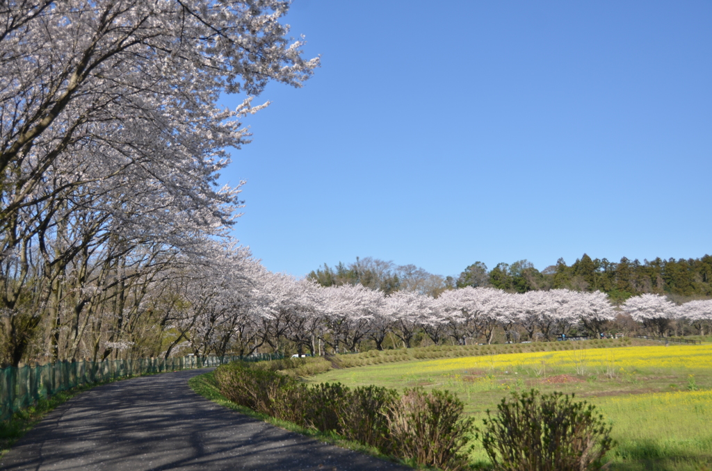 桜の道