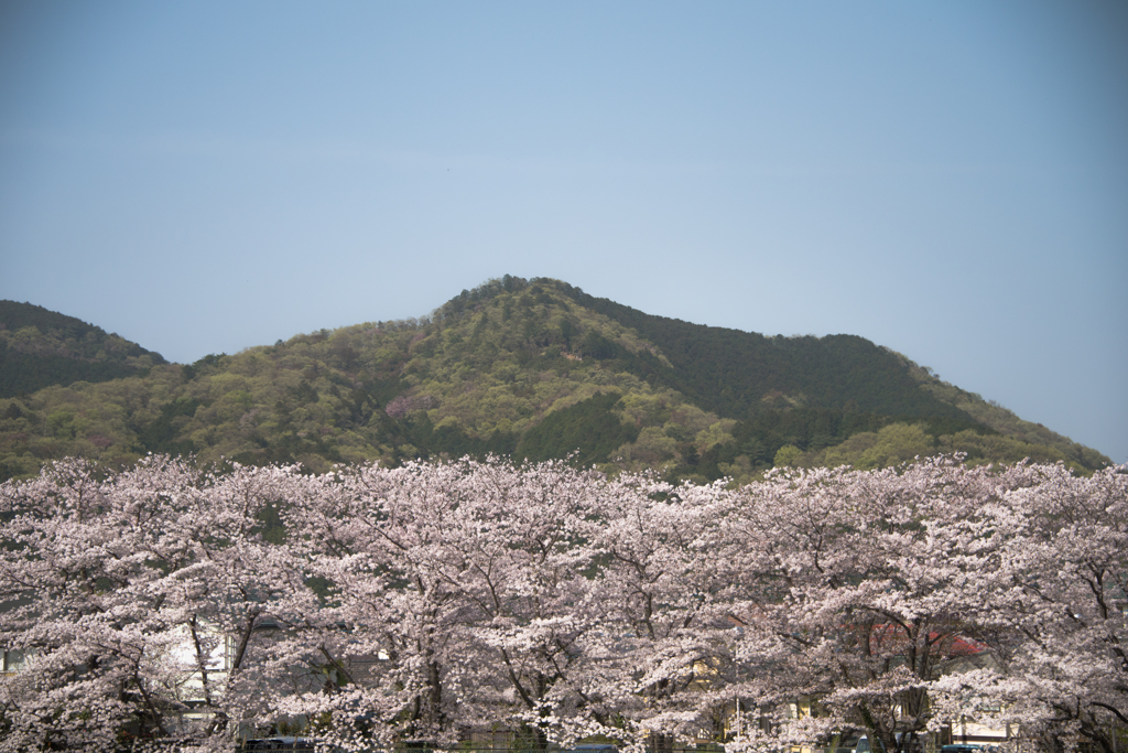 桜の向こうの日和田山Ⅱ