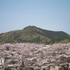 桜の向こうの日和田山Ⅱ