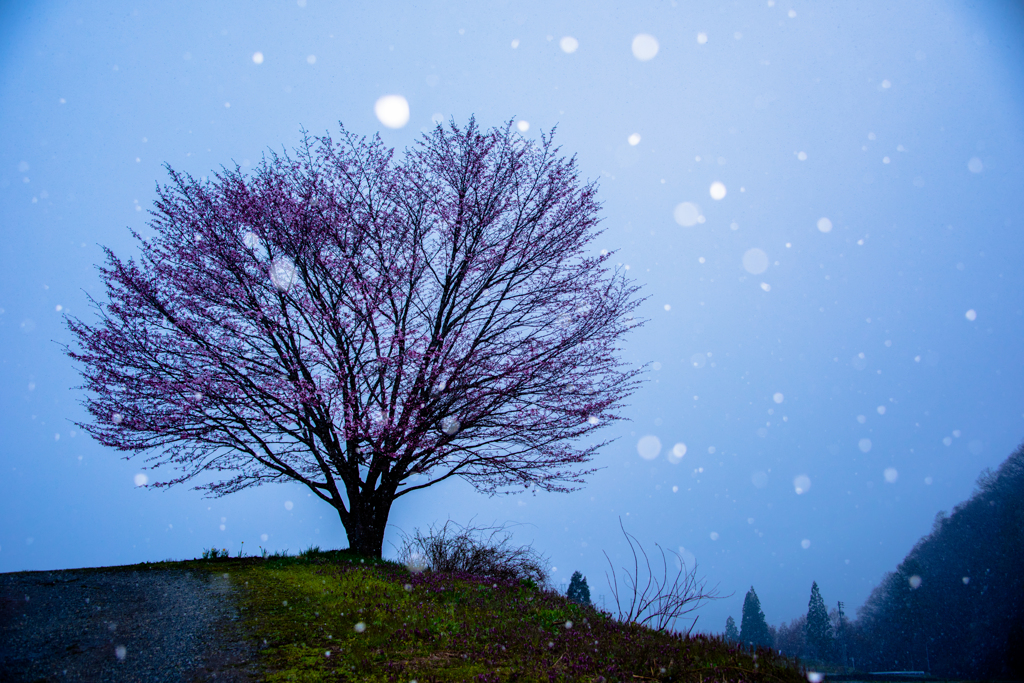 淡雪