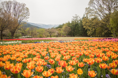 チューリップの咲く公園