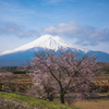 富士山を背景に