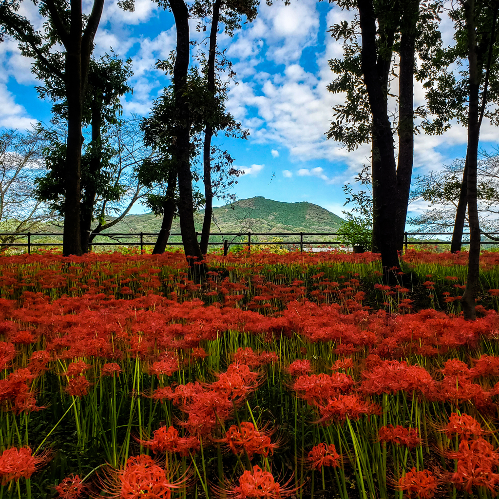 曼珠沙華のむこうの日和田山