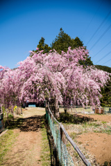 桜の道Ⅱ