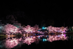 桜祭りの夜