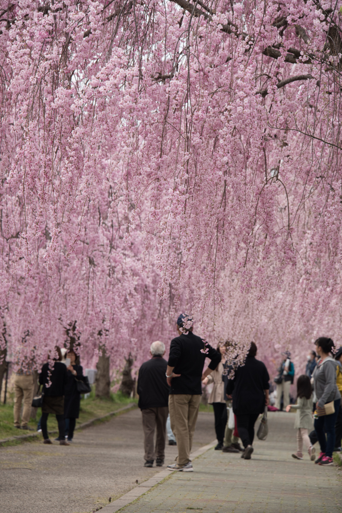 桜の下を