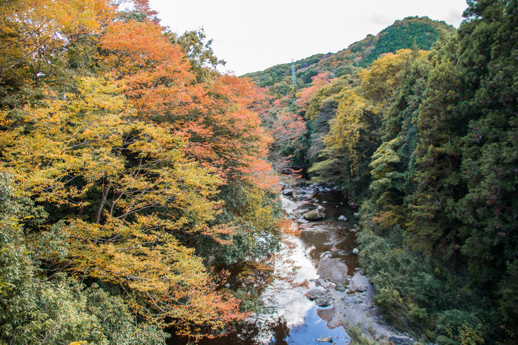 紅葉の下を流れる