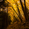金色の降る道