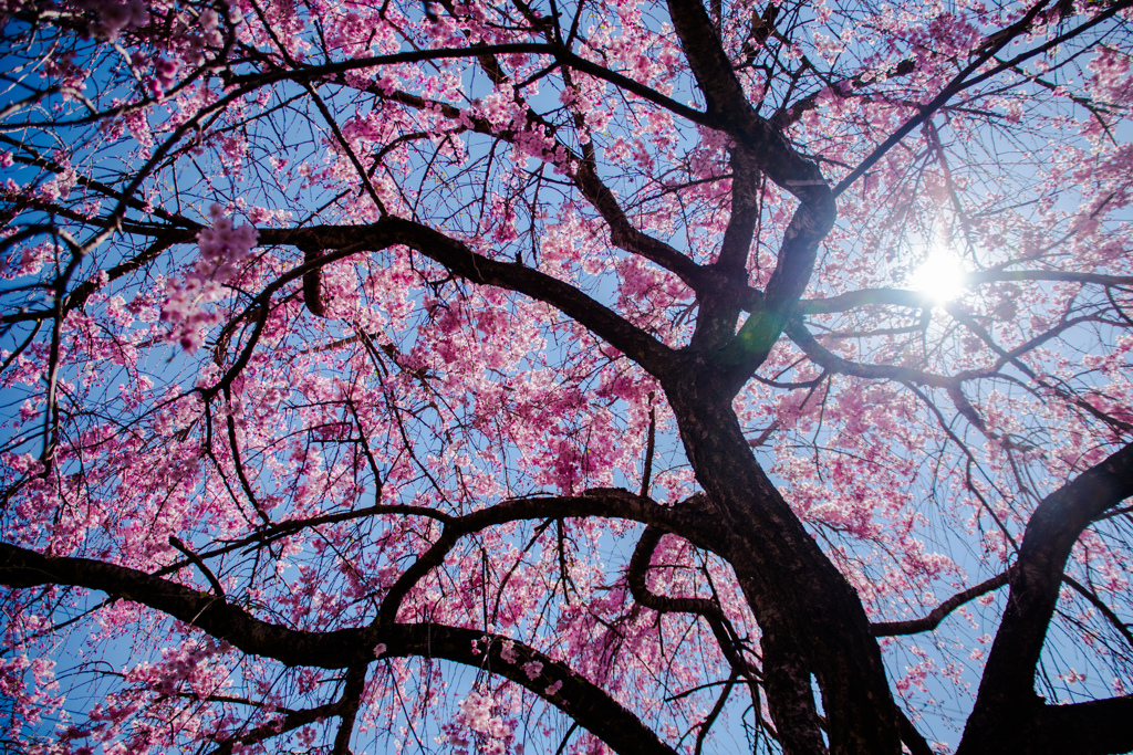 しだれ桜の下から