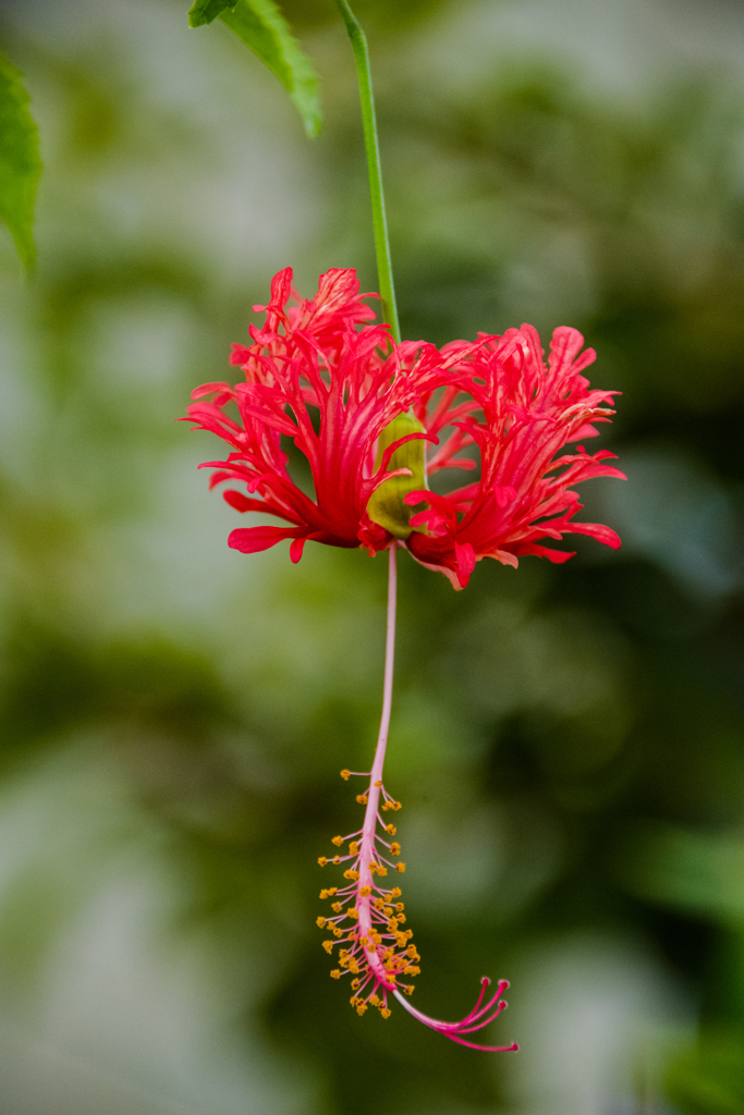 南国の花