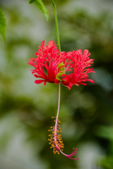 南国の花