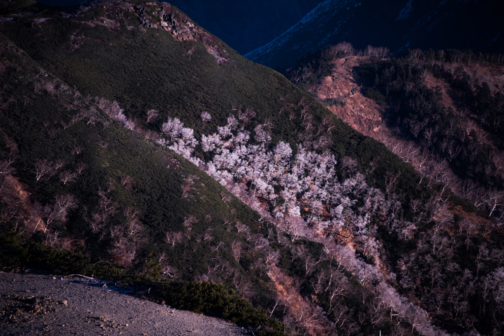 雪の花