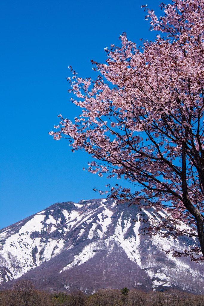 桜と岩木山