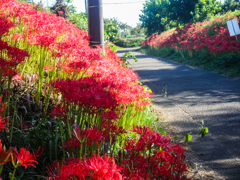 曼珠沙華の咲く