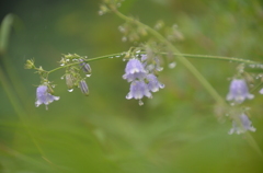 そぼふる雨に