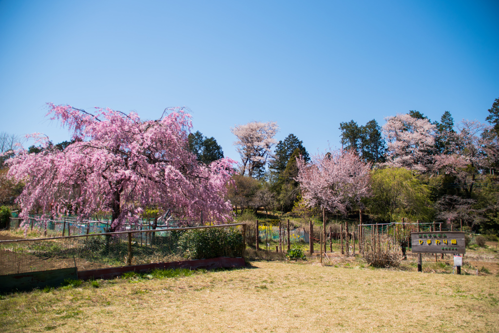 ユガテの桜