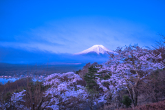 満開の桜と富士