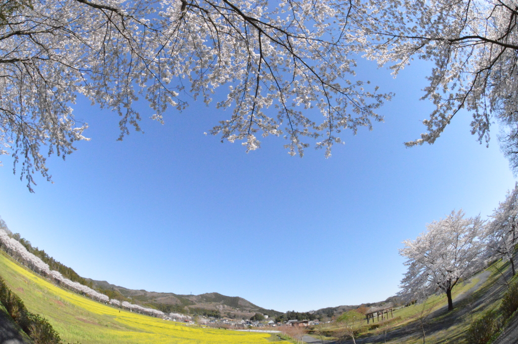 桜の花に包まれて