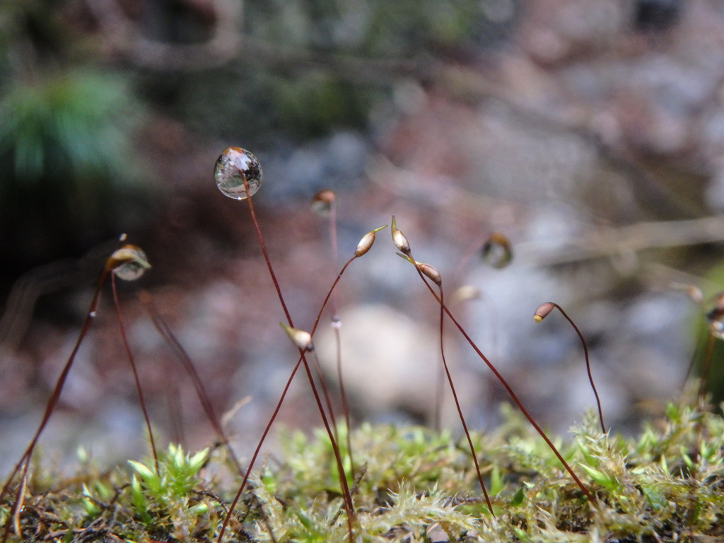 苔についた水玉