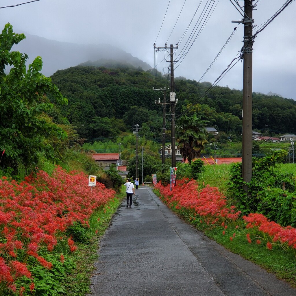 雲が垂れ込める曼珠沙華ロード