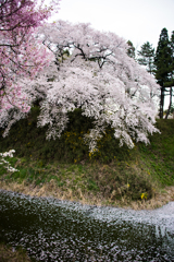 花筏が流れる