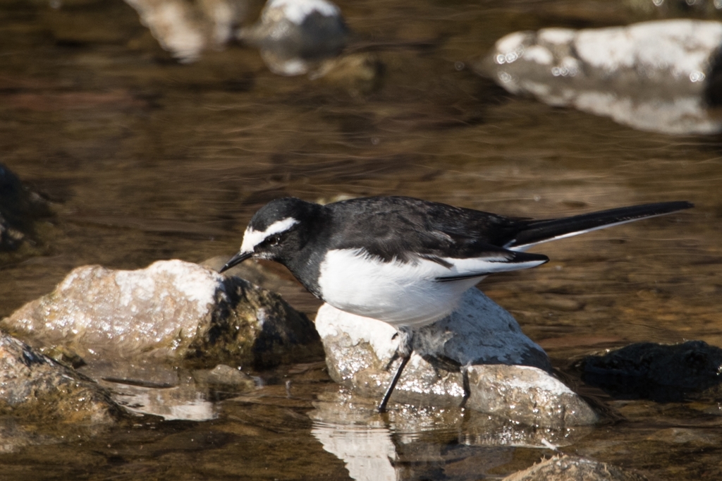 水辺で出会った鳥たちⅥ