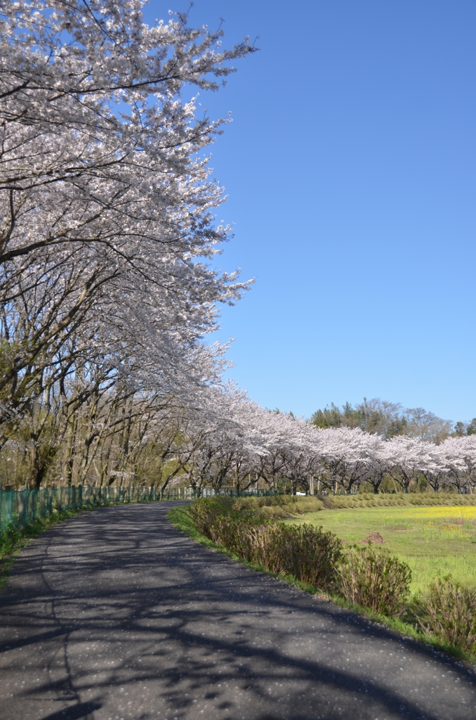 桜と陽ざしと影と