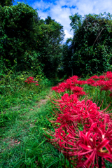 曼珠沙華の咲く道