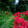 曼珠沙華の咲く道
