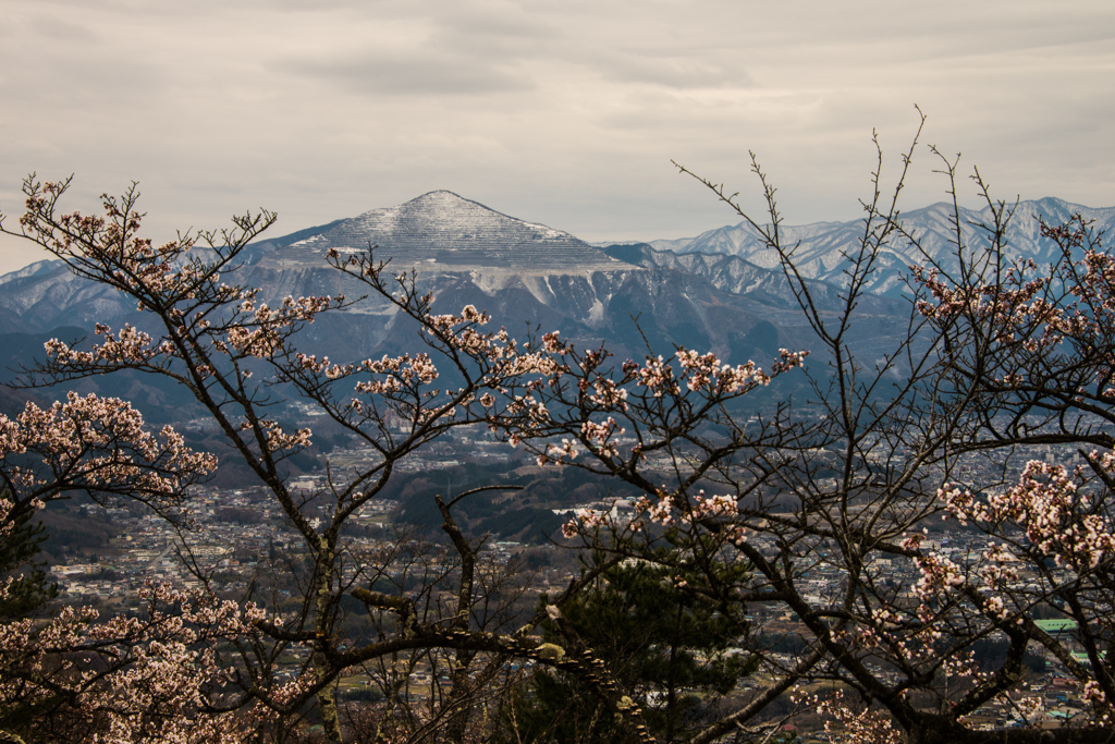 桜と武甲山