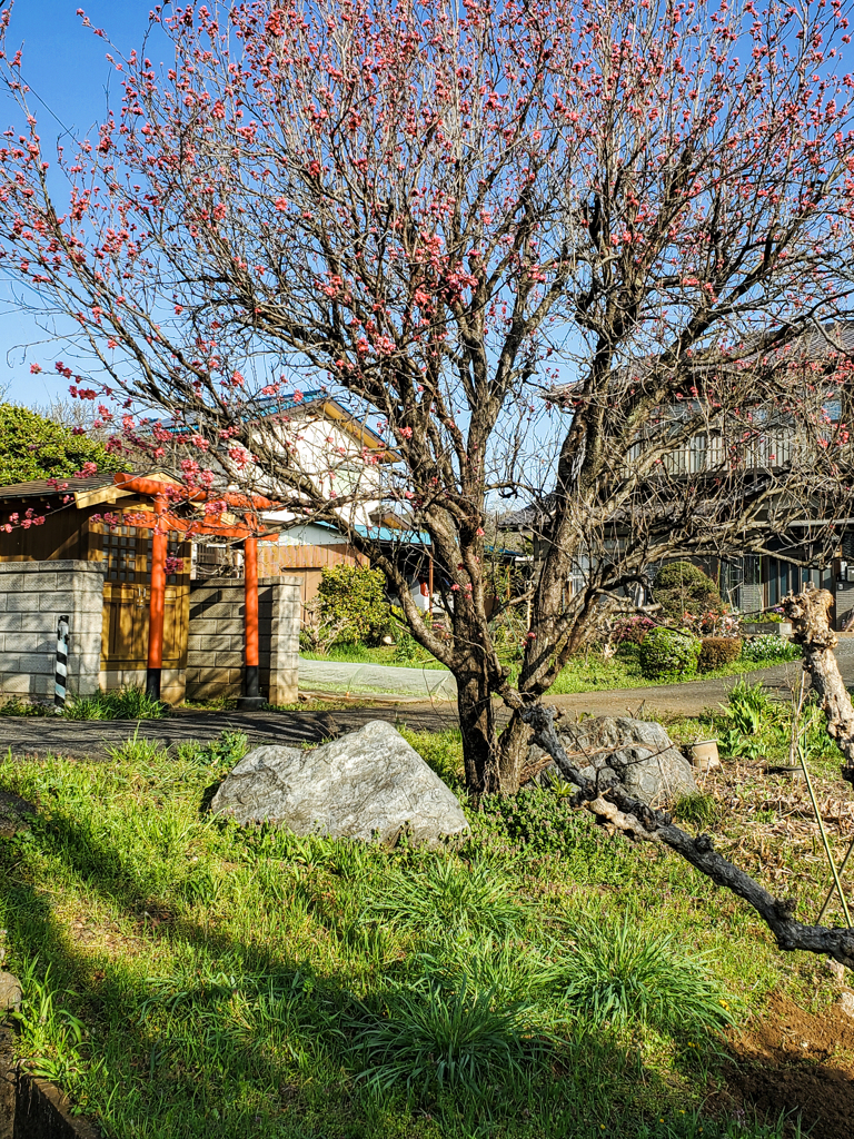 稲荷神社と柘榴の花