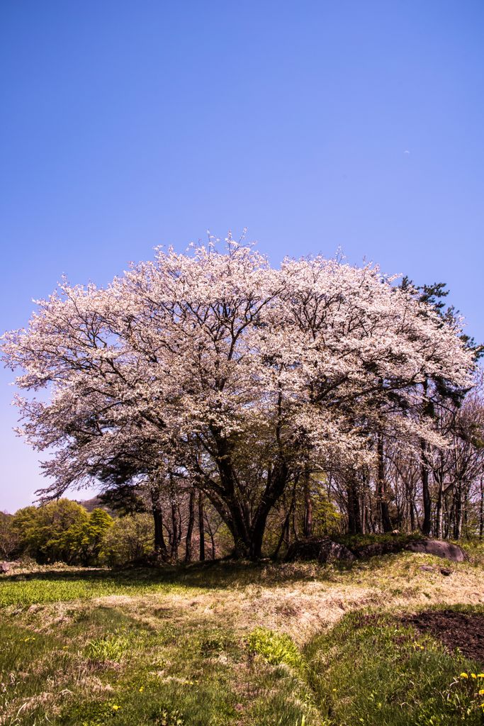 桜