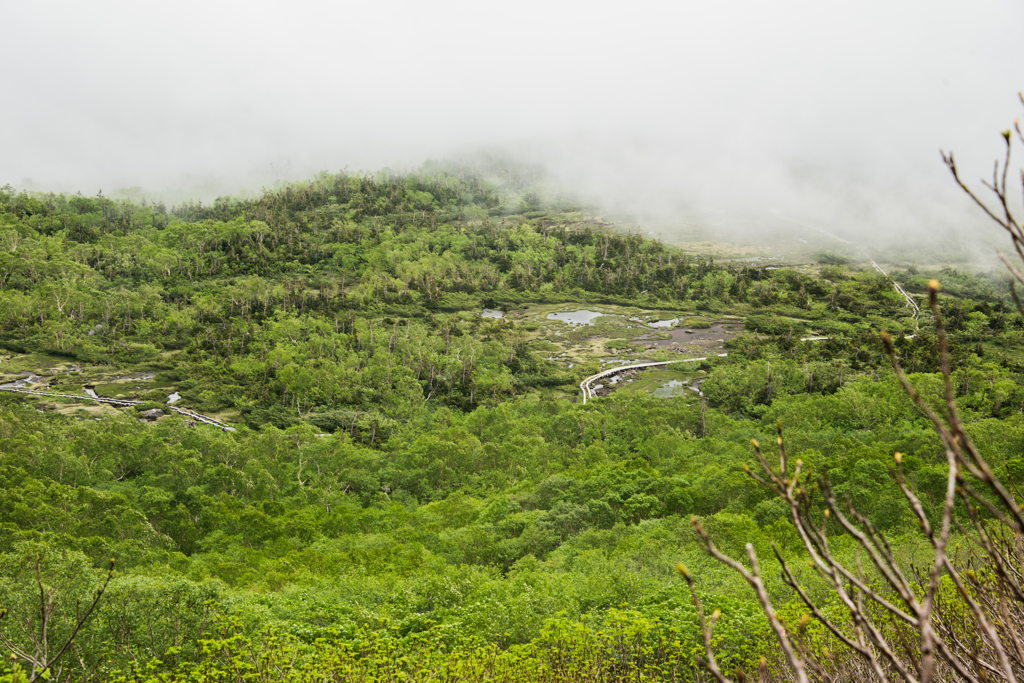雲のかかる湿原