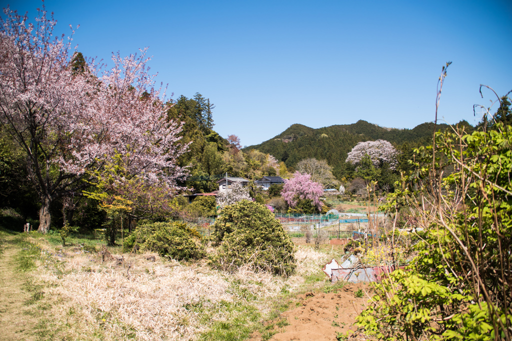 春爛漫