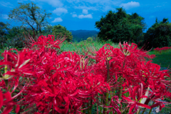 曼珠沙華の咲く頃