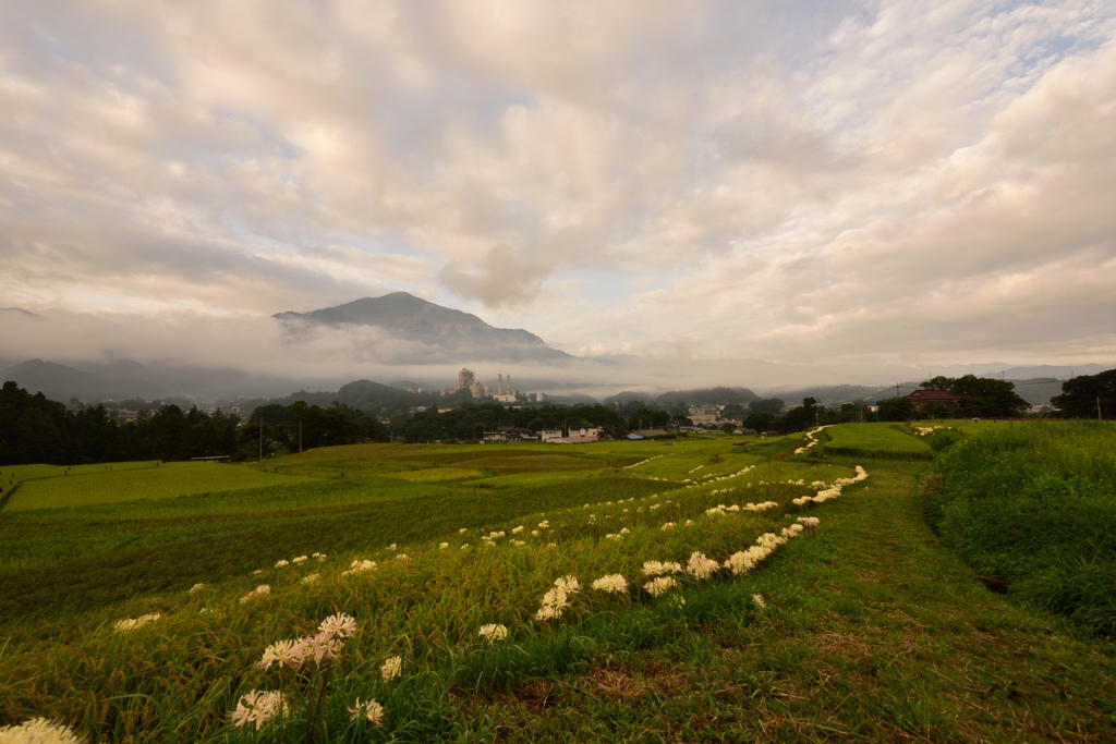 白花曼珠沙華の咲く頃