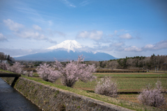 春の富士
