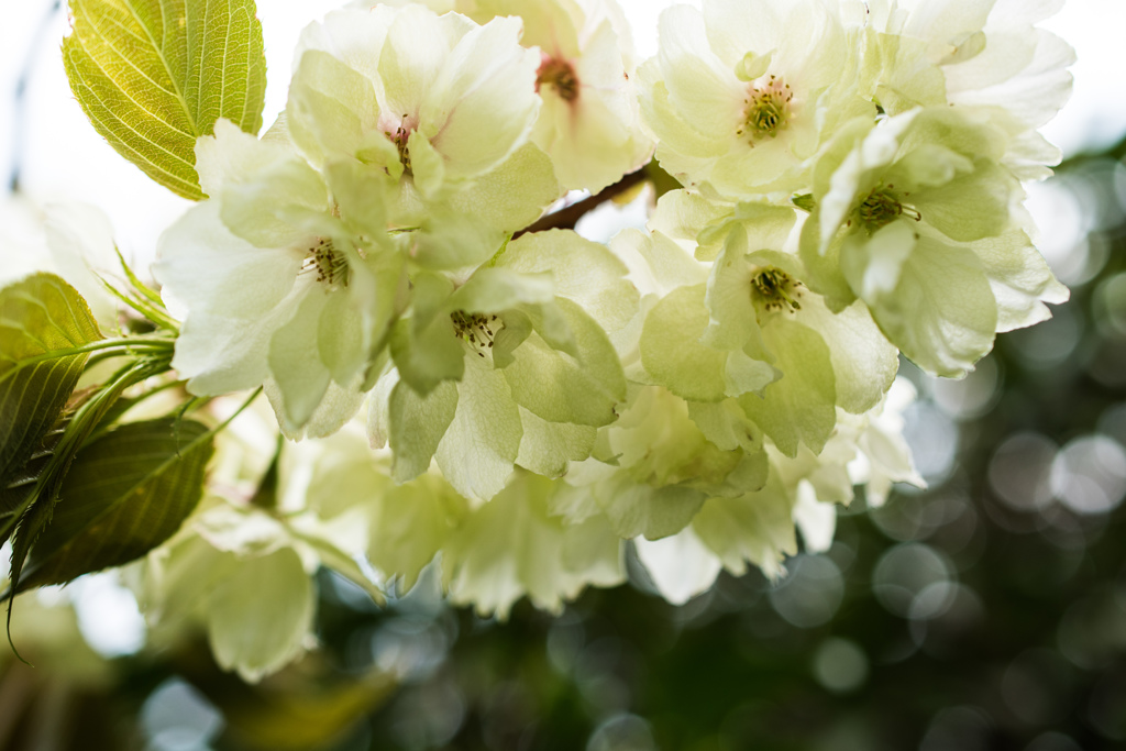 鬱金桜の色