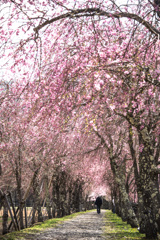 しだれ桜の道