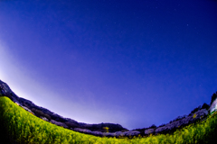 菜の花と桜と星空と