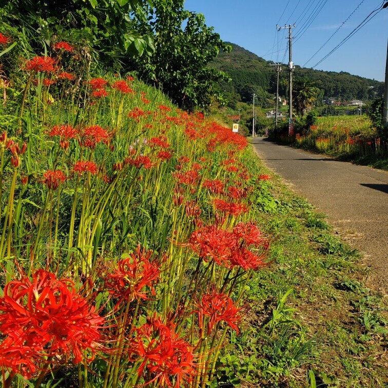 曼珠沙華ロード