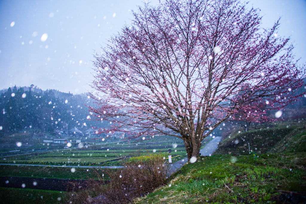 雪の中の一本桜