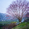 雪の中の一本桜