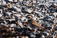 水辺で出会った鳥たちⅤ