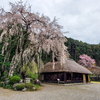 しだれ桜