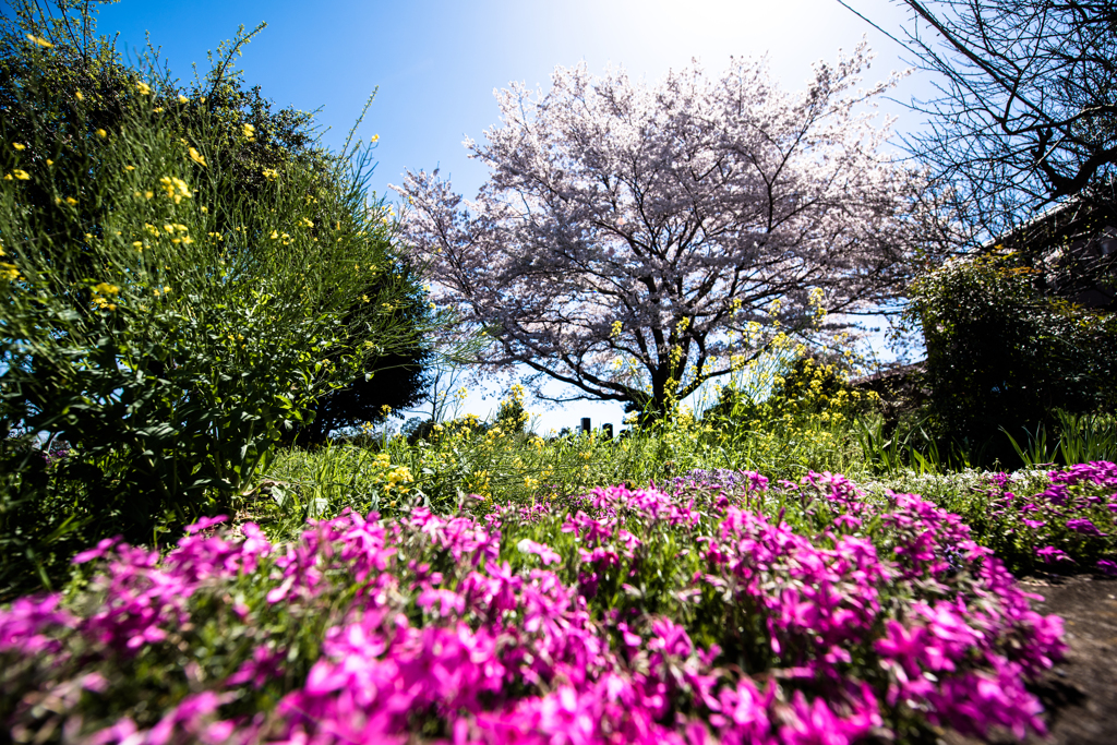 ふたつの桜