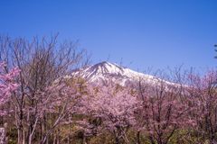 桜と岩木山Ⅲ